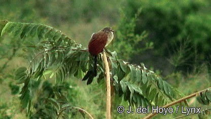 White-browed Coucal (White-browed) - ML201260231