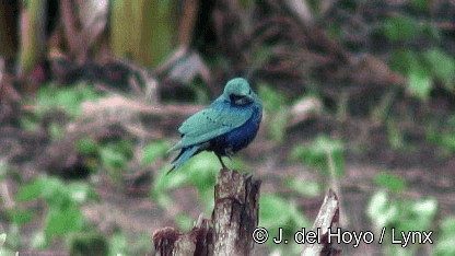 Lesser Blue-eared Starling (Lesser) - ML201260281