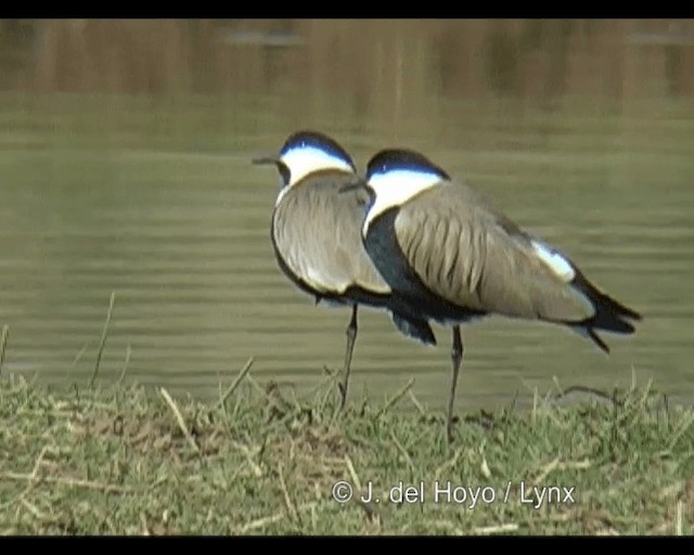 Spur-winged Lapwing - ML201260571