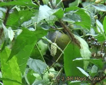 Eastern Mountain Greenbul (Olive-breasted) - ML201260591