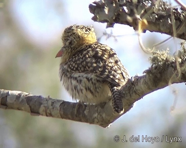 Spot-backed Puffbird (Chaco) - ML201260951