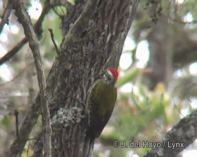 Abyssinian Woodpecker - ML201261501