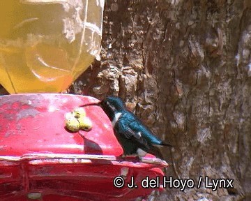 hvitbukkolibri - ML201261661