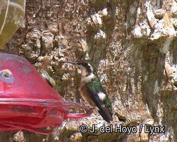 hvitbukkolibri - ML201261691