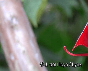 hvitbukkolibri - ML201261701