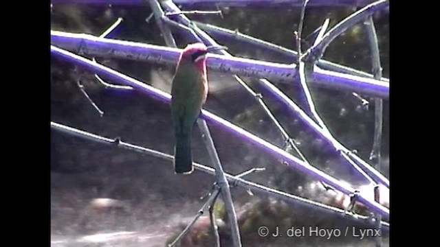 White-fronted Bee-eater - ML201262051