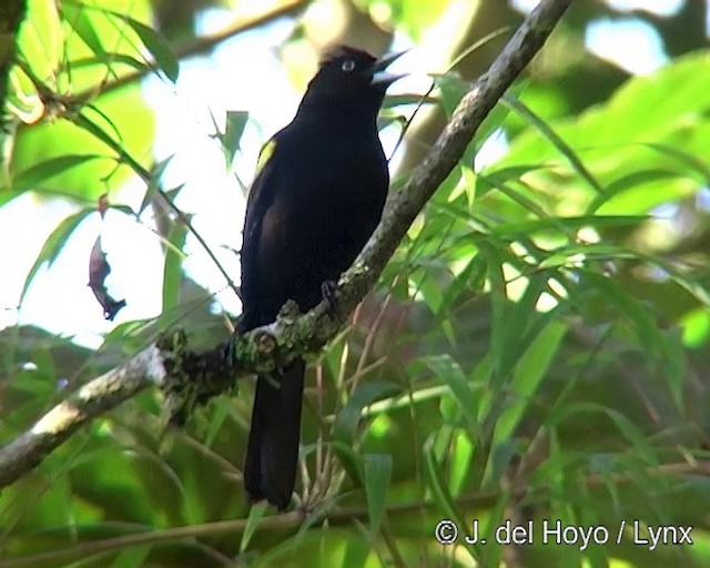 Golden-winged Cacique - ML201262151