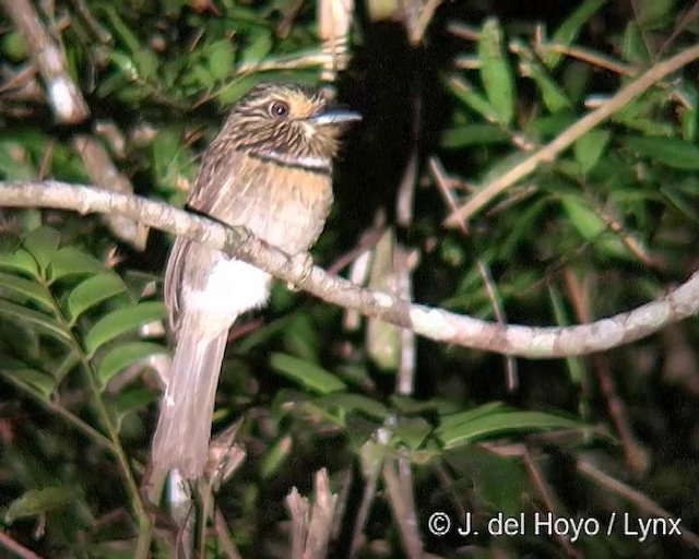 Crescent-chested Puffbird (Greater) - ML201262211