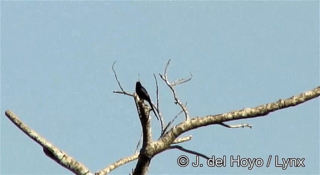 Narrow-tailed Starling - ML201262251