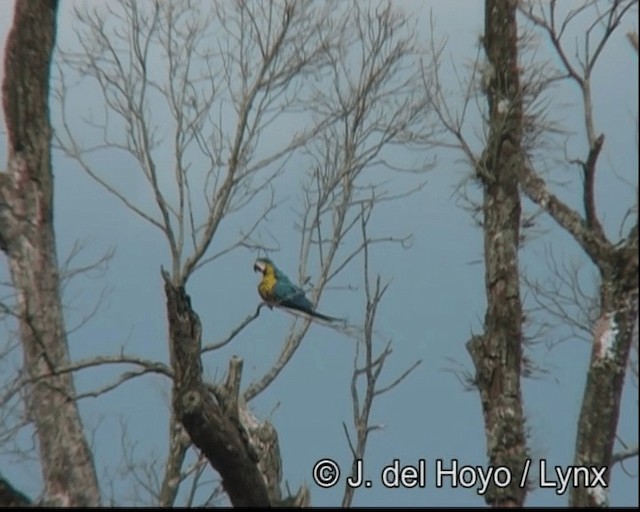 Blue-and-yellow Macaw - ML201262311