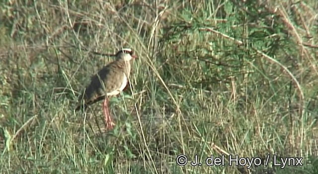 Crowned Lapwing - ML201262741