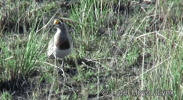 Brown-chested Lapwing - ML201262781