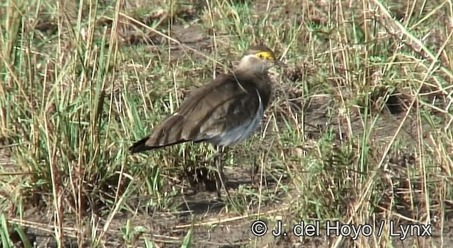 Brown-chested Lapwing - ML201262791