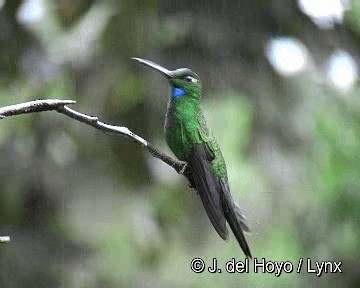 Green-crowned Brilliant - ML201262921