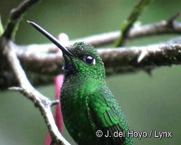 Green-crowned Brilliant - ML201262931