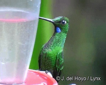 Green-crowned Brilliant - ML201262941