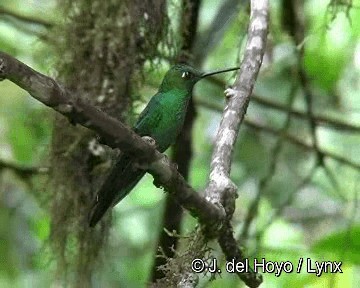 Green-crowned Brilliant - ML201262951