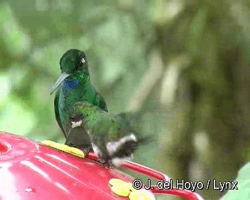 Green-crowned Brilliant - ML201262961