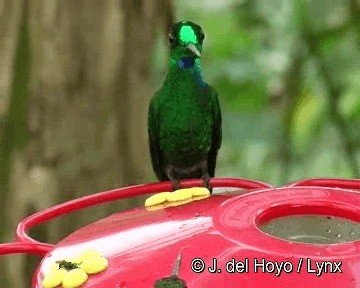 Green-crowned Brilliant - ML201262981