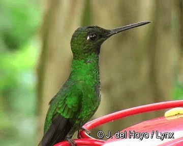 Green-crowned Brilliant - ML201262991