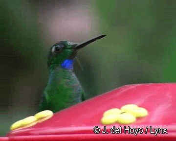 Green-crowned Brilliant - ML201263001