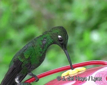 Green-crowned Brilliant - ML201263011
