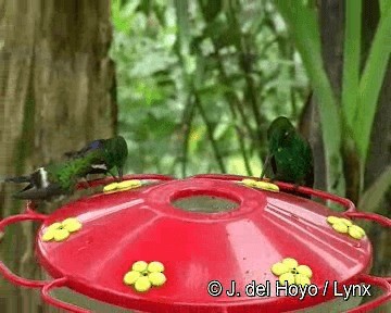 Green-crowned Brilliant - ML201263021