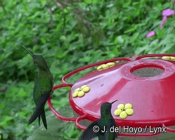 Green-crowned Brilliant - ML201263071