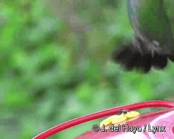 kolibřík subtropický - ML201263081