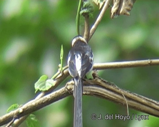 Pin-tailed Whydah - ML201263521