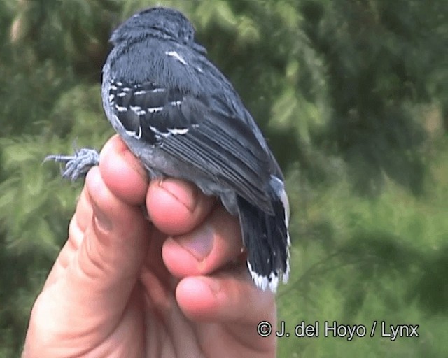 Band-tailed Antbird - ML201263551