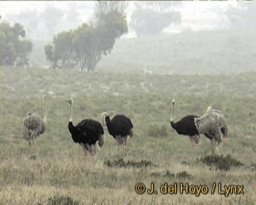 Common Ostrich - ML201263661