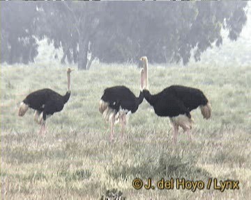 Common Ostrich - ML201263671