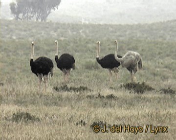 Common Ostrich - ML201263681