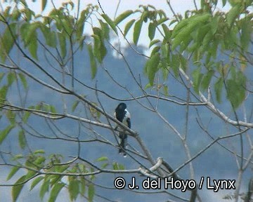Magpie Tanager - ML201263691