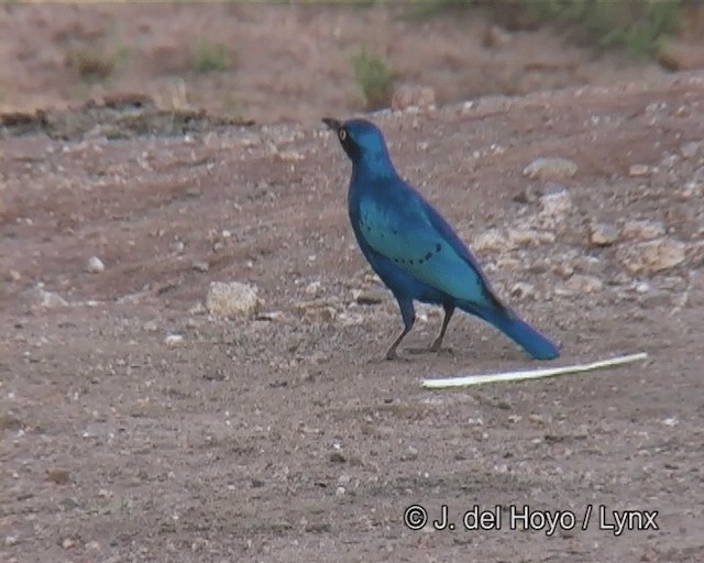 Greater Blue-eared Starling - ML201263771