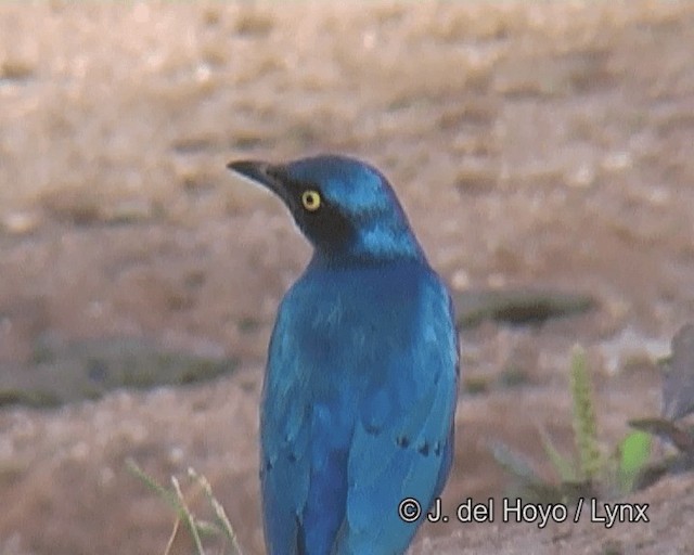 Greater Blue-eared Starling - ML201263781