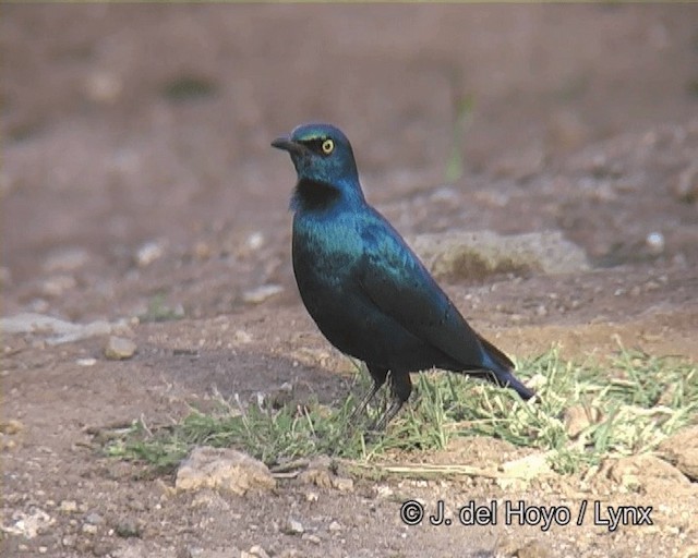 Greater Blue-eared Starling - ML201263791