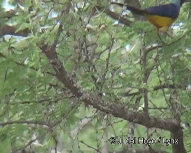 Golden-breasted Starling - ML201263801