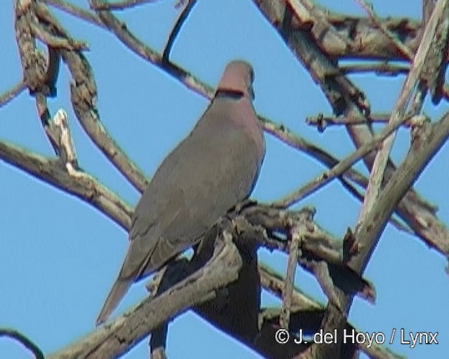 Red-eyed Dove - ML201263861