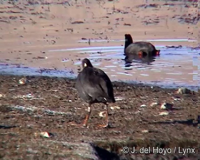 Giant Coot - ML201264001
