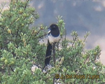 Maghreb Magpie - ML201264161