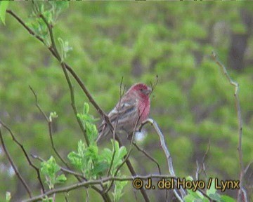 House Finch (Common) - ML201264181