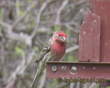 House Finch (Common) - ML201264191