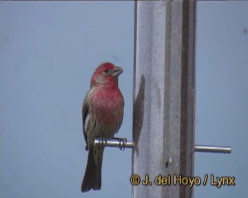 House Finch (Common) - ML201264201