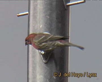 House Finch (Common) - ML201264211