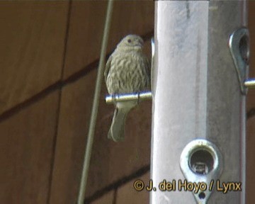 House Finch (Common) - ML201264221
