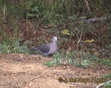 Red-eyed Dove - ML201264401