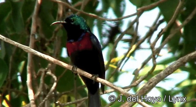 Red-chested Sunbird - ML201264831