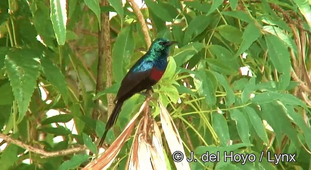 Red-chested Sunbird - ML201264841